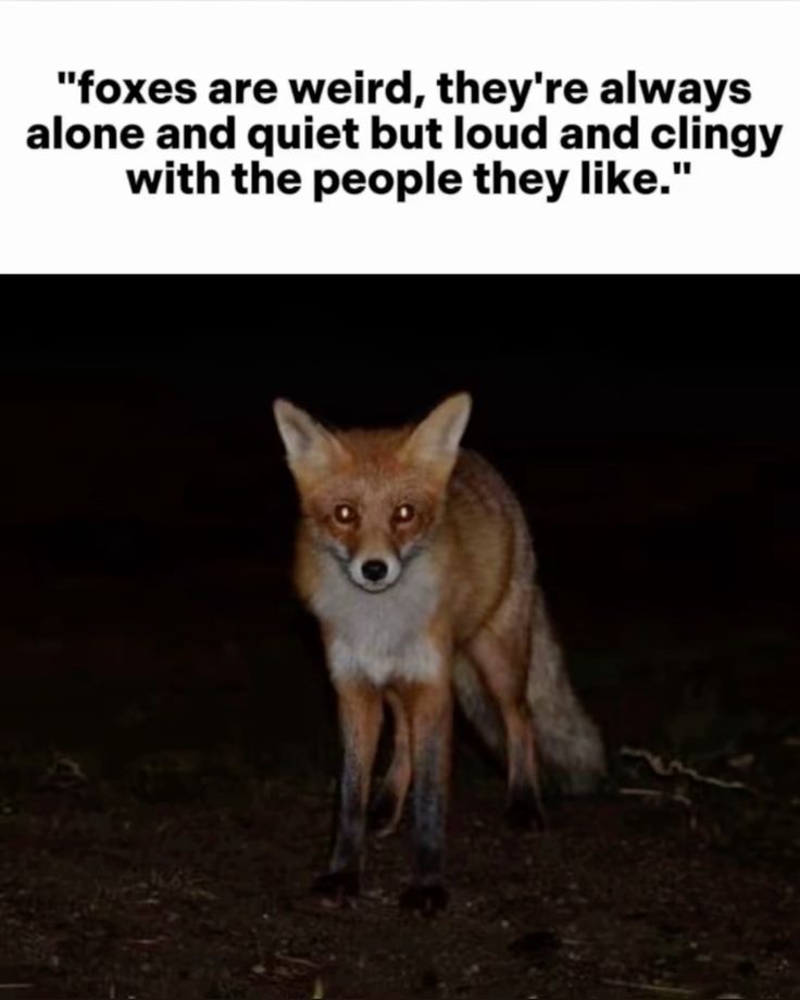 @Hopsi🐇