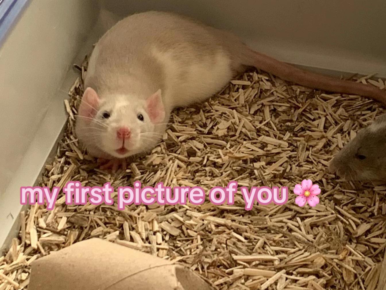 @Roxy’s rats