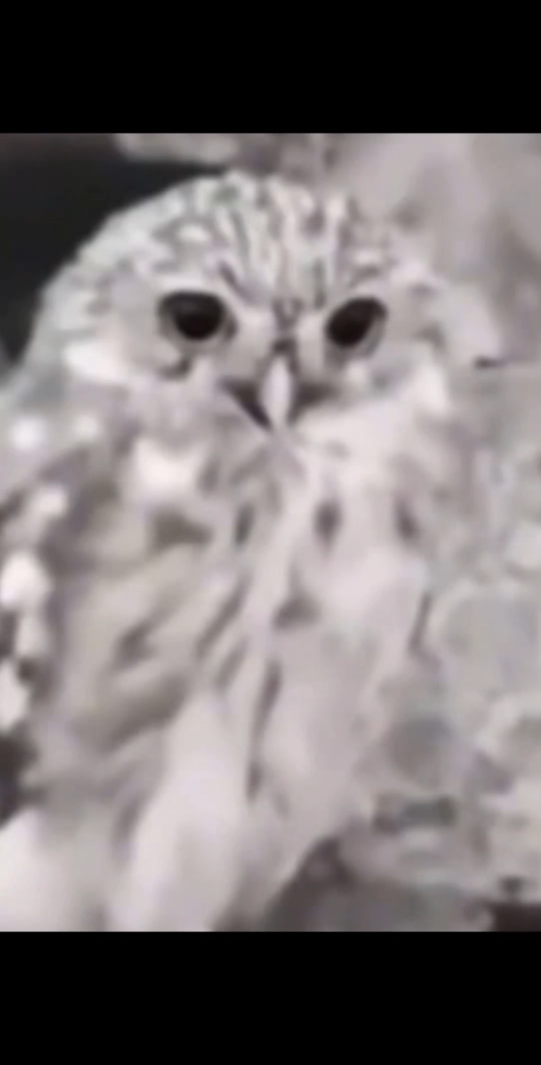 @عايز تغيظه هاتله (ميزو)