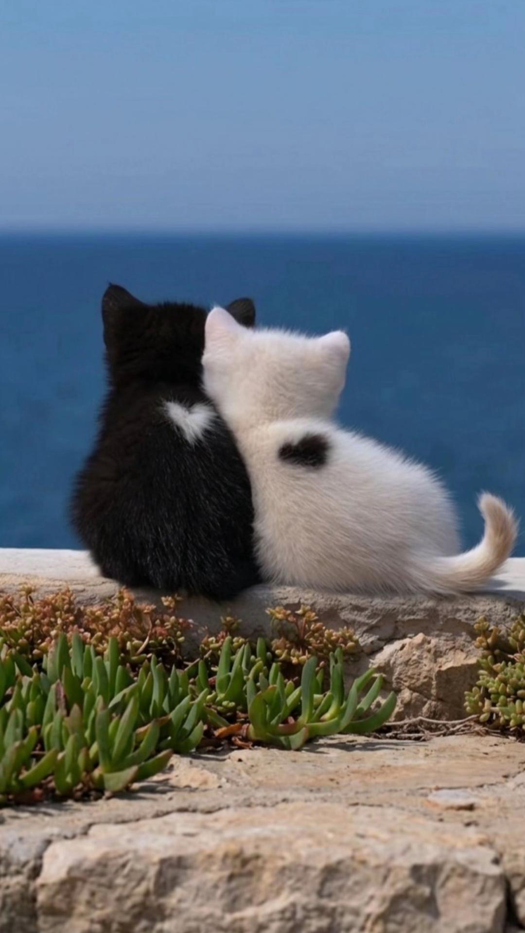 @tiktok_tiktok.com.ua