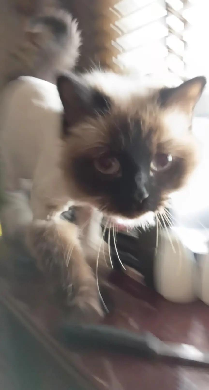 @Cat lover