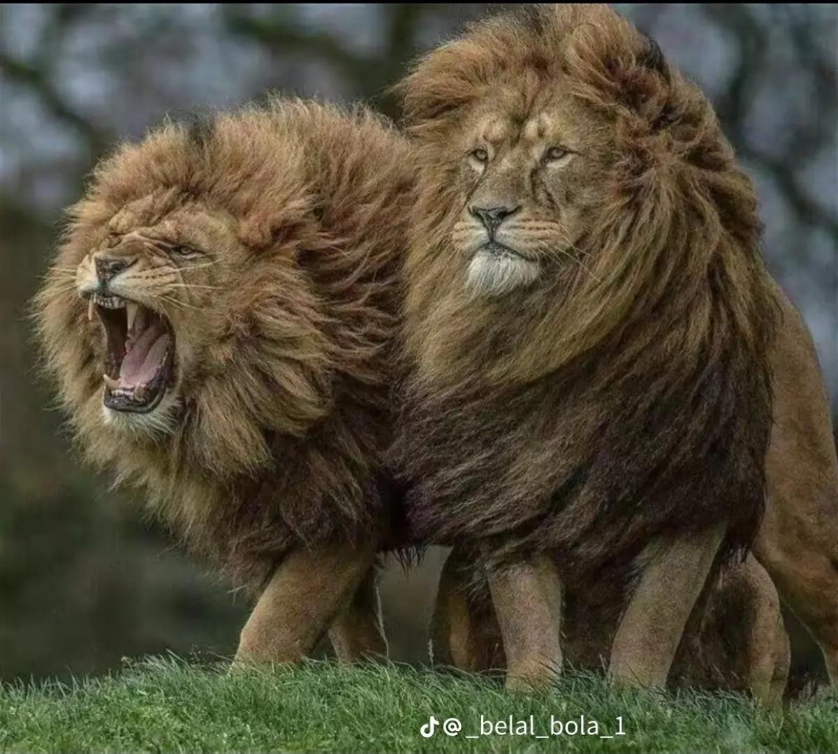 @الــــــ🐺ـــــزوز