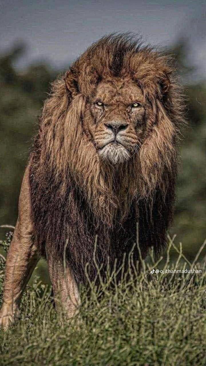 @➻🇱🇰༺𝚃?᭄𝚂𝙰𝙽𝙳𝙾࿌𒆜 🇦🇪