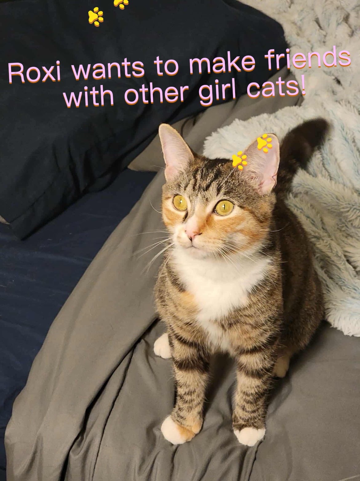 @🌟Roxi🌟