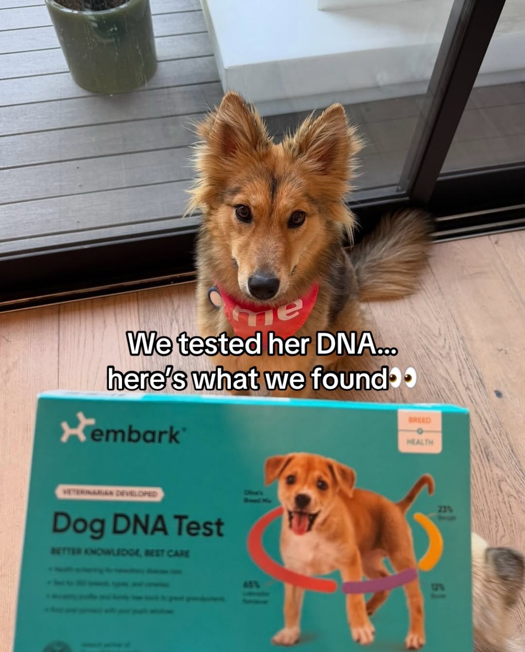 @Embark Vet