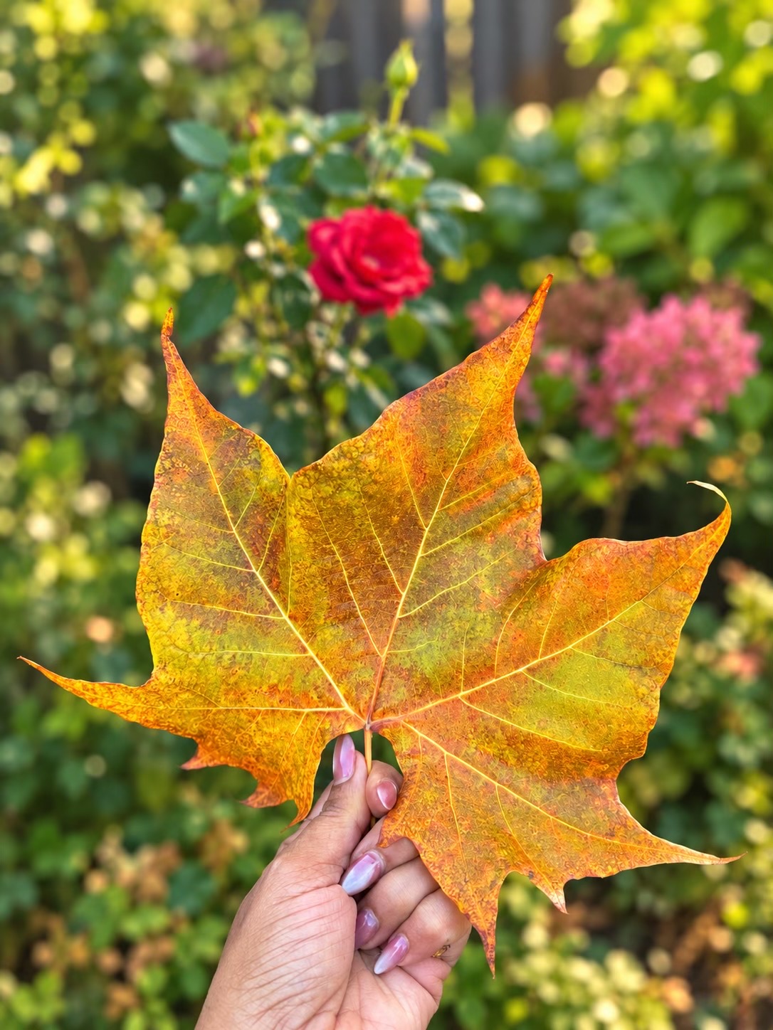 @R_Rupa