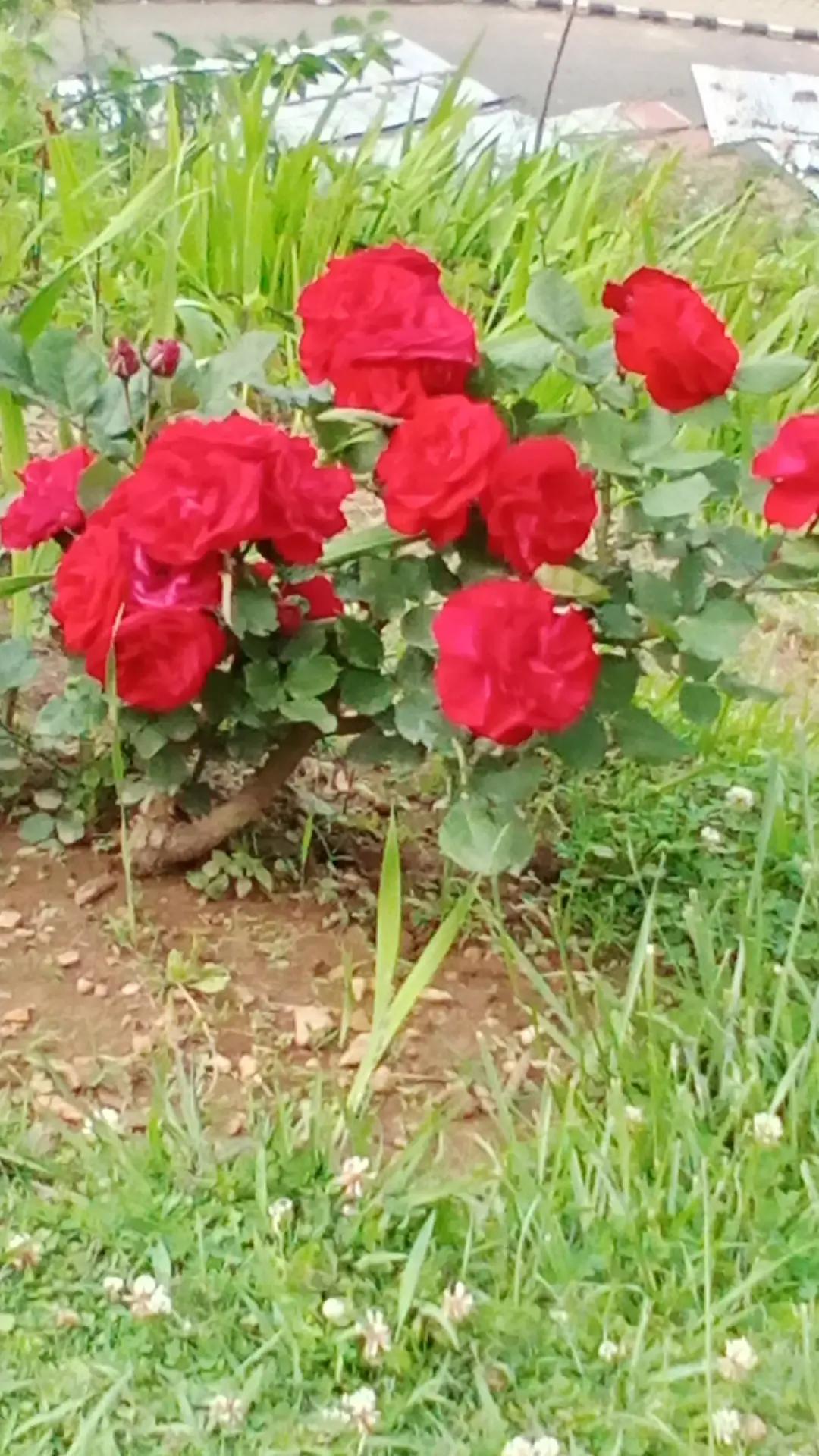 @sanju maharjan