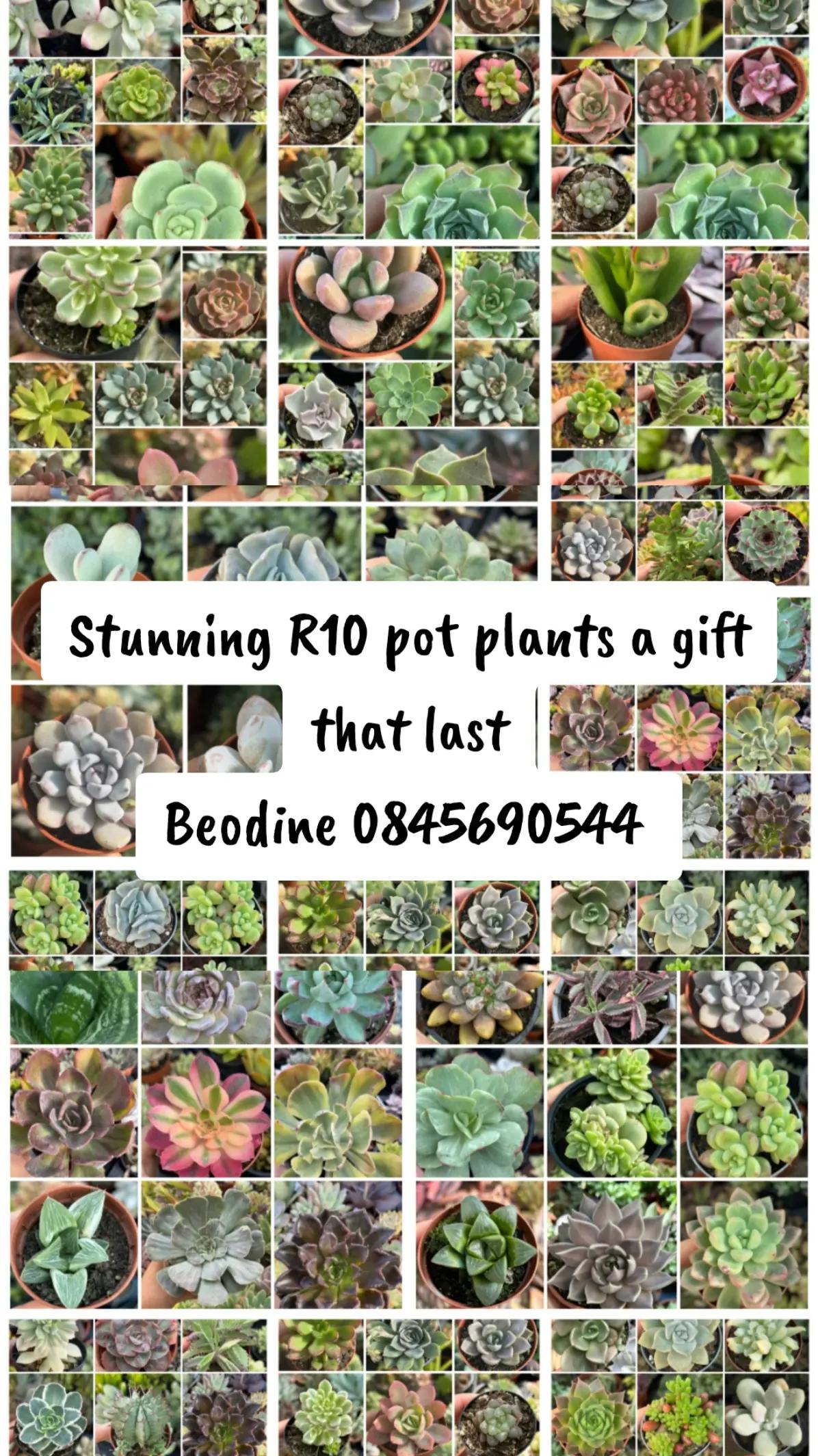 @Beodine Pedro ❤️