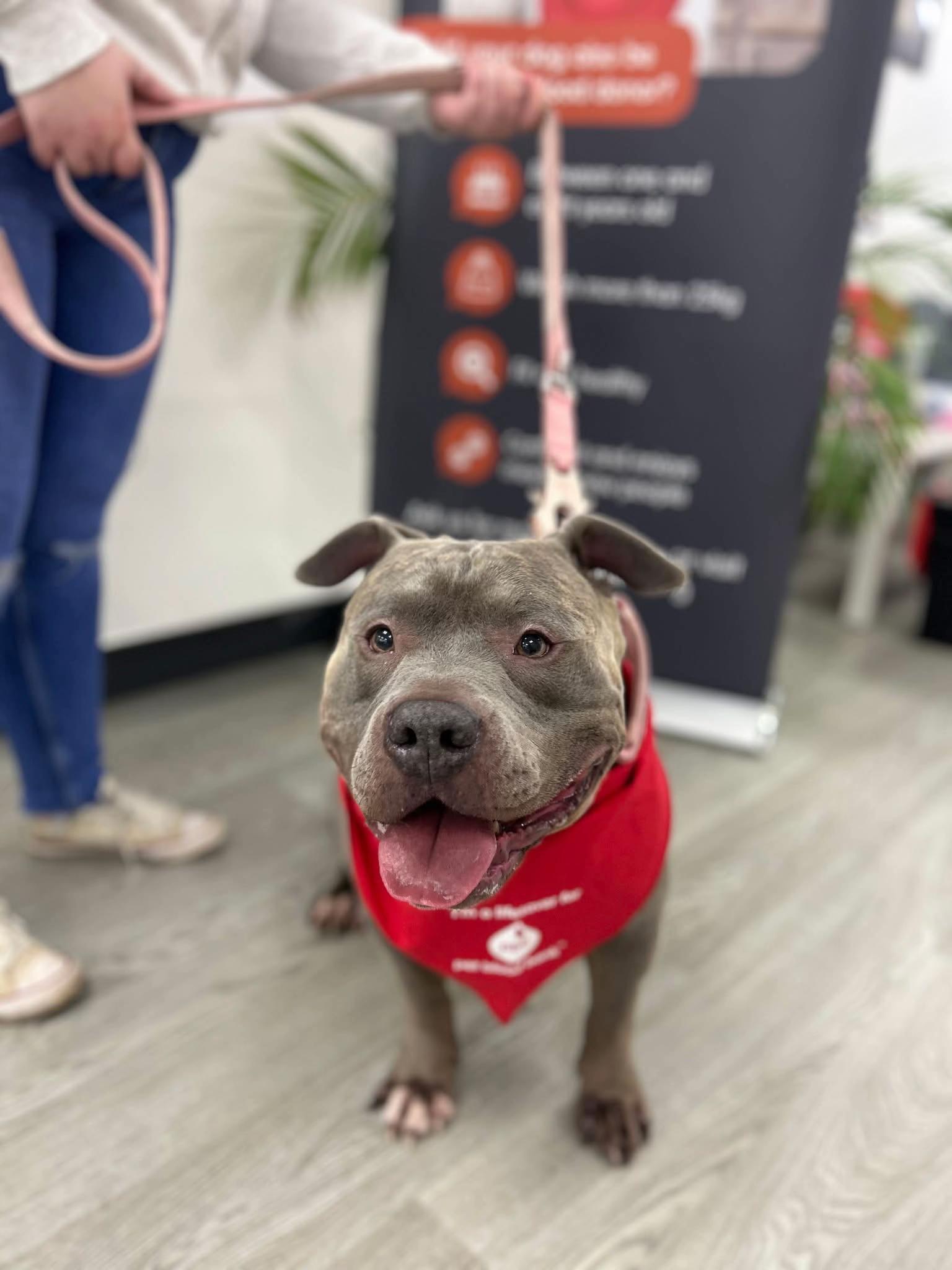 @Uk_dogs.