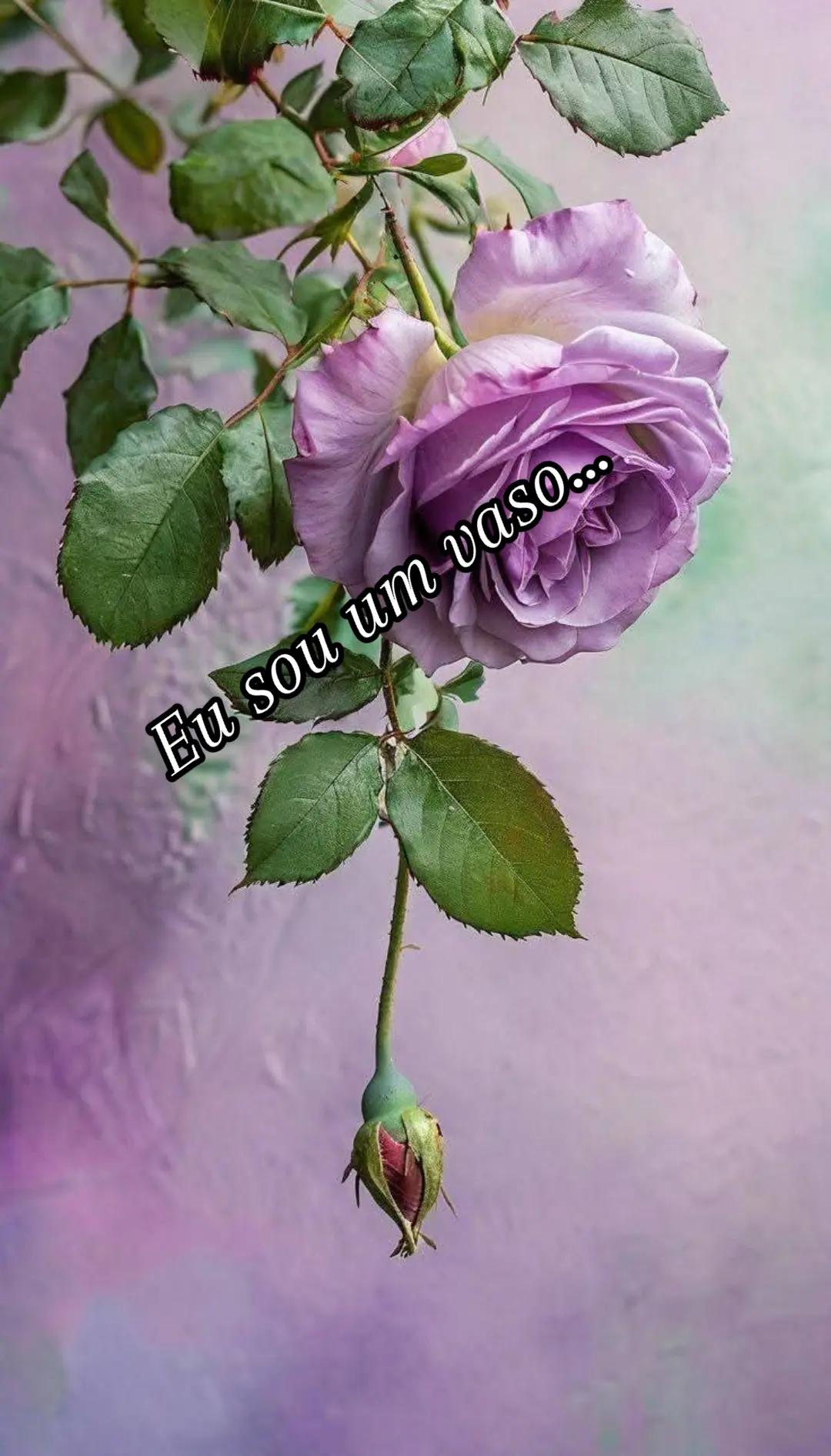 @CIDA GALV&Atilde;O A ABEN&Ccedil;OADA