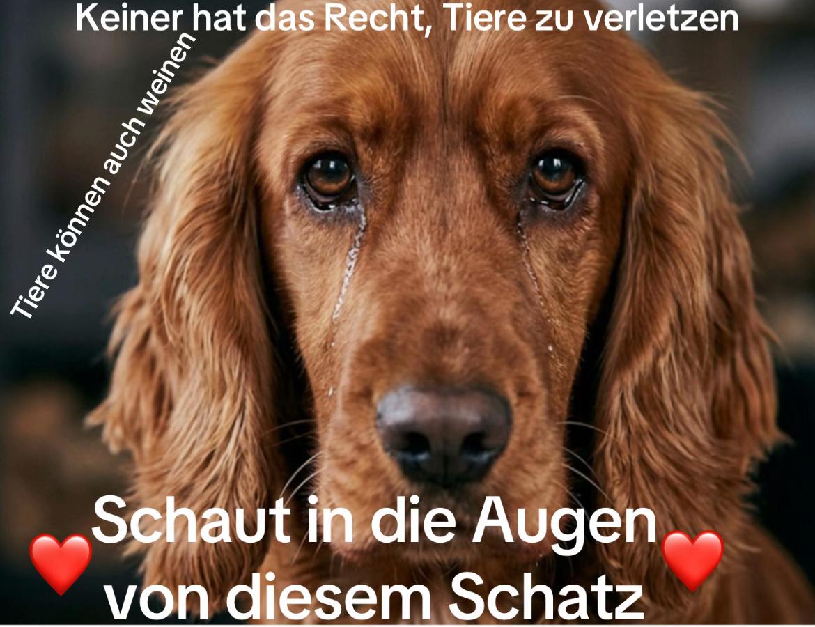 @Lua Team🐈🐕&zwj;🦺L&ouml;wenherz❤️🦁