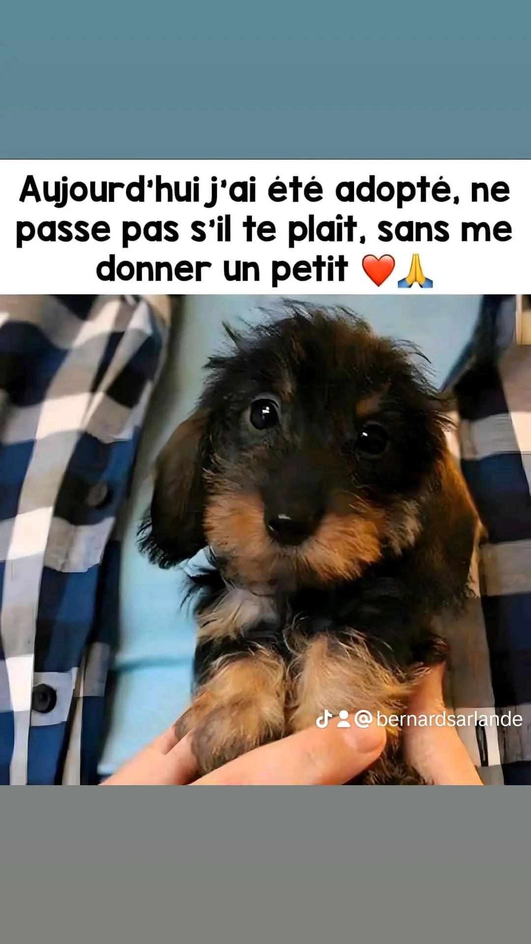 @bernard sarlande