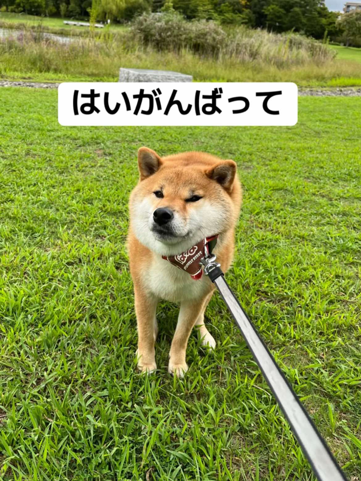 @柴犬はな🐾