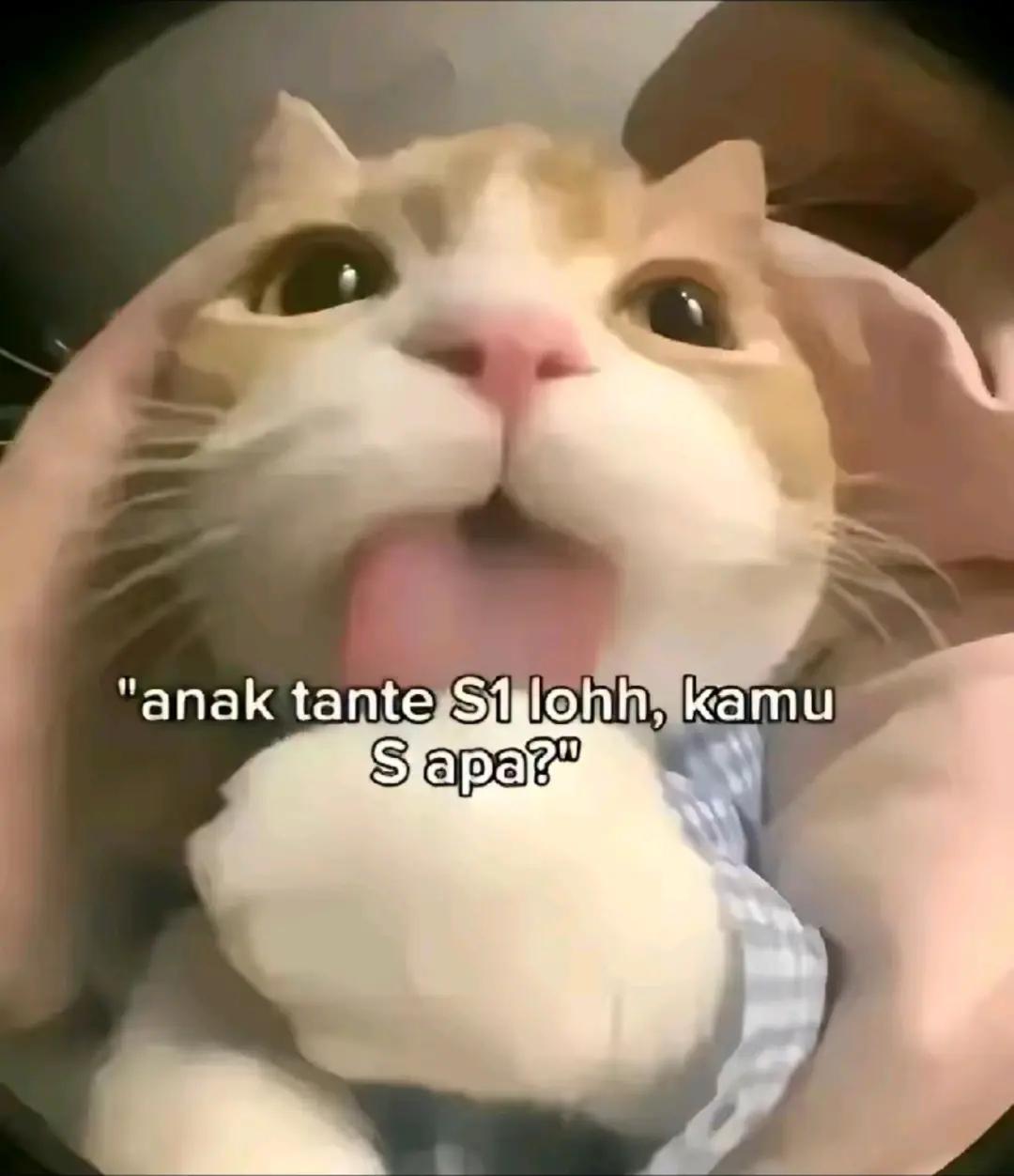 @lumninamce