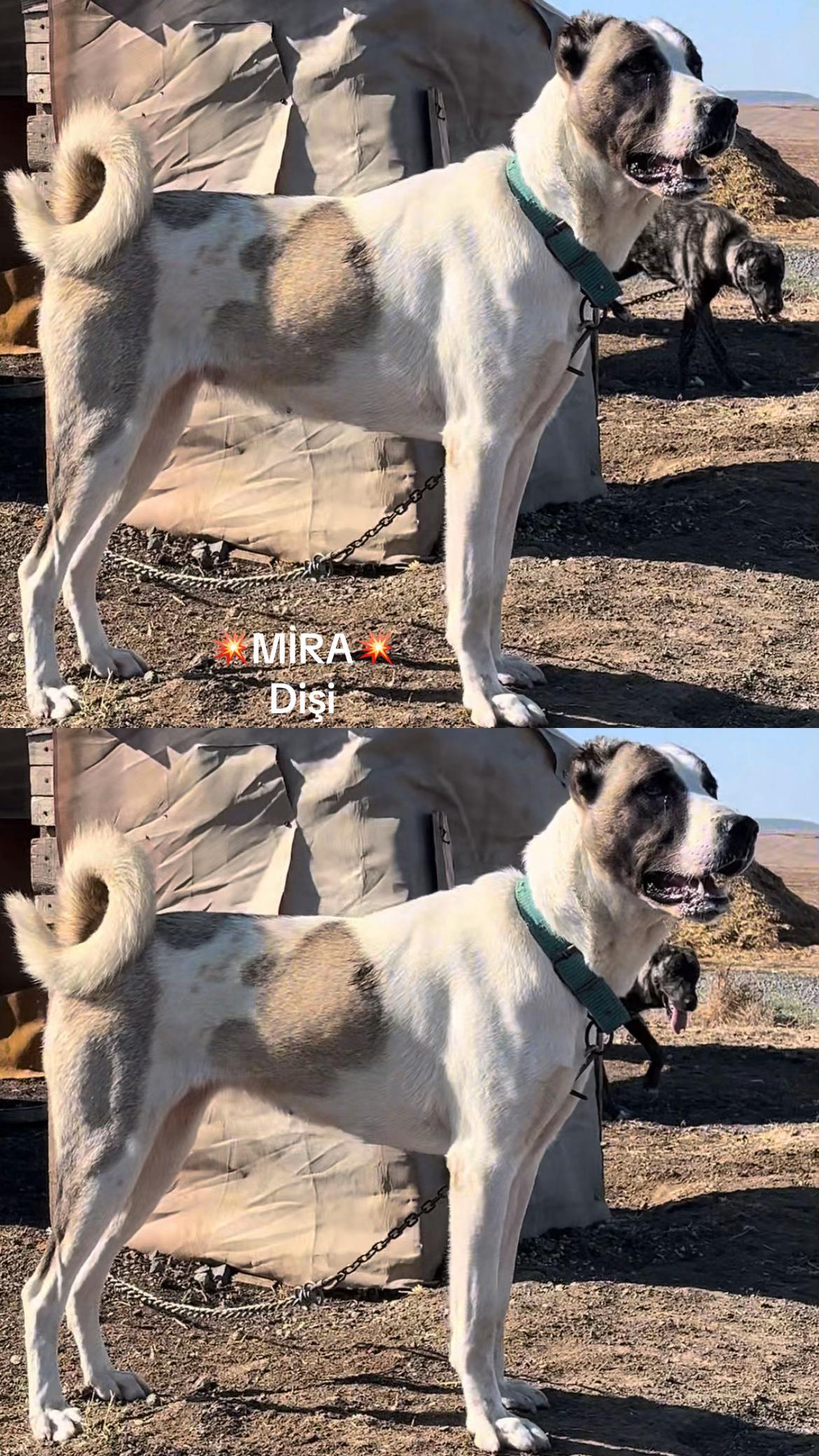 @💥K&ouml;rpe Kennels💥