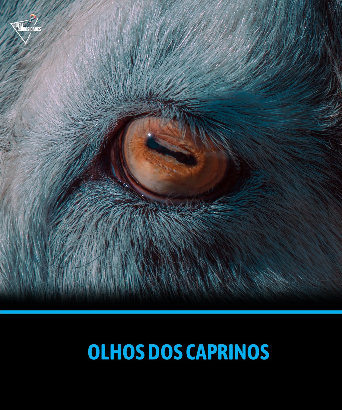 @Quest Curiosidades