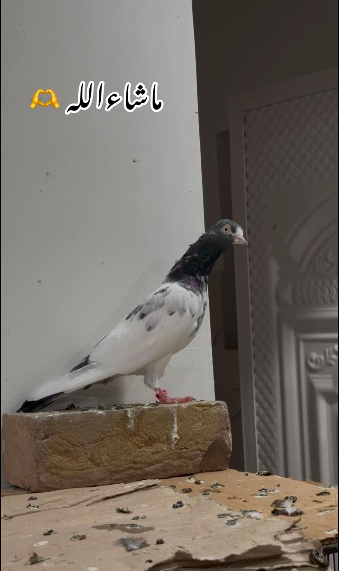 @Royal Birds 🕊️👑