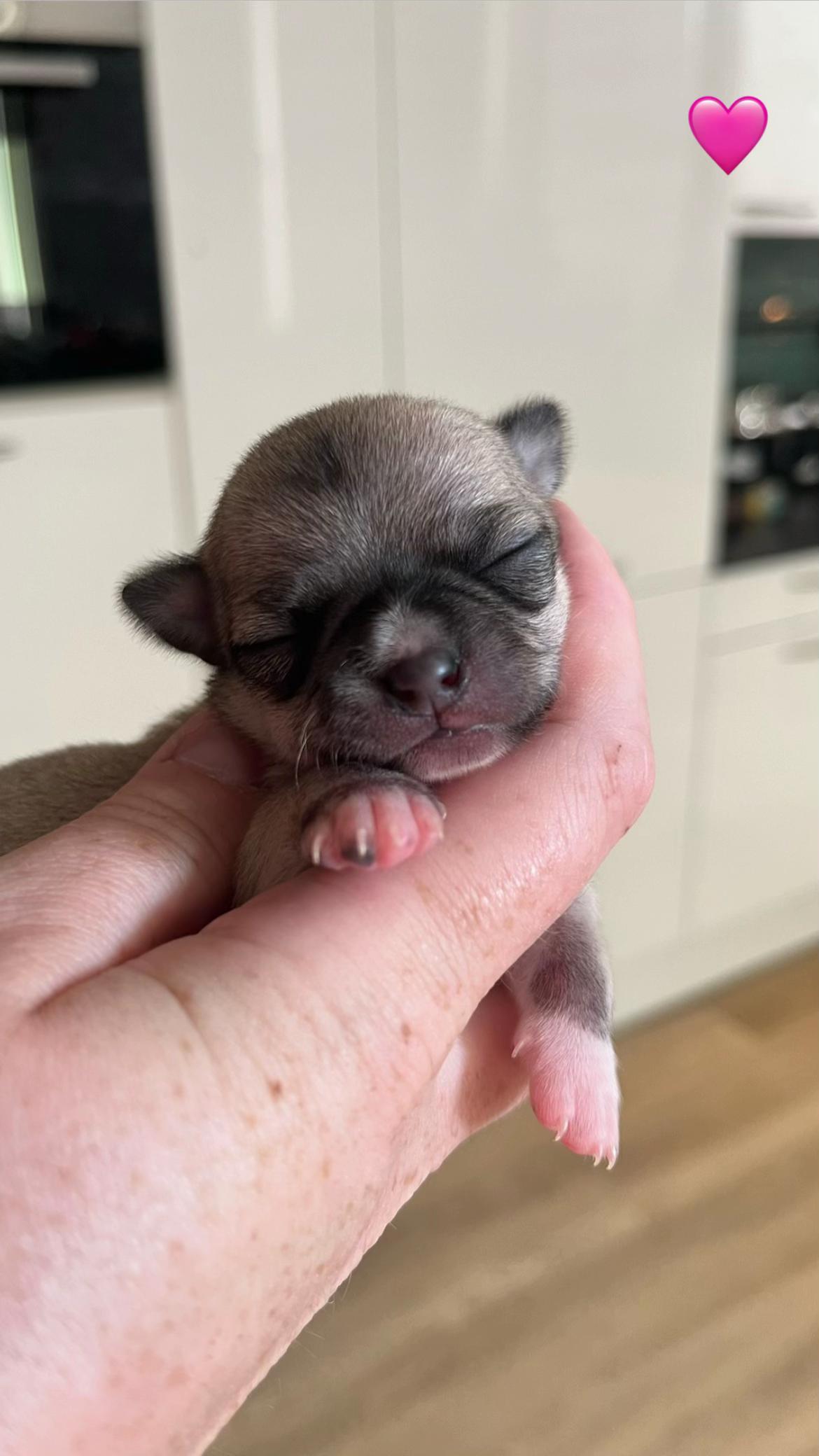 @Danielle |(chihuahua)mama 🐕🩵