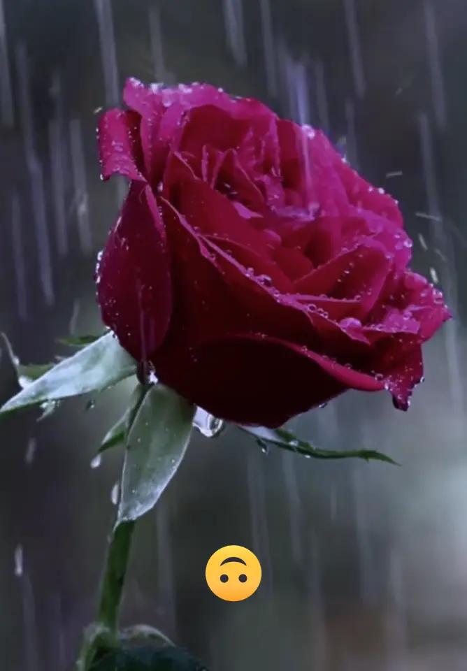 @lioness...10