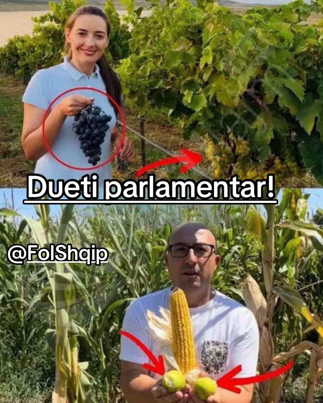 @Folshqip🇦🇱