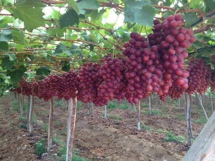 @احمد عمر