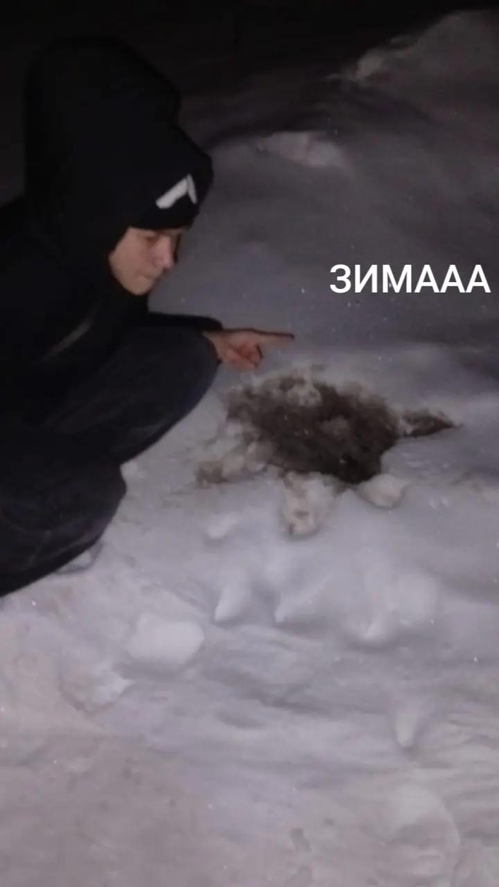 @MC. PENIS