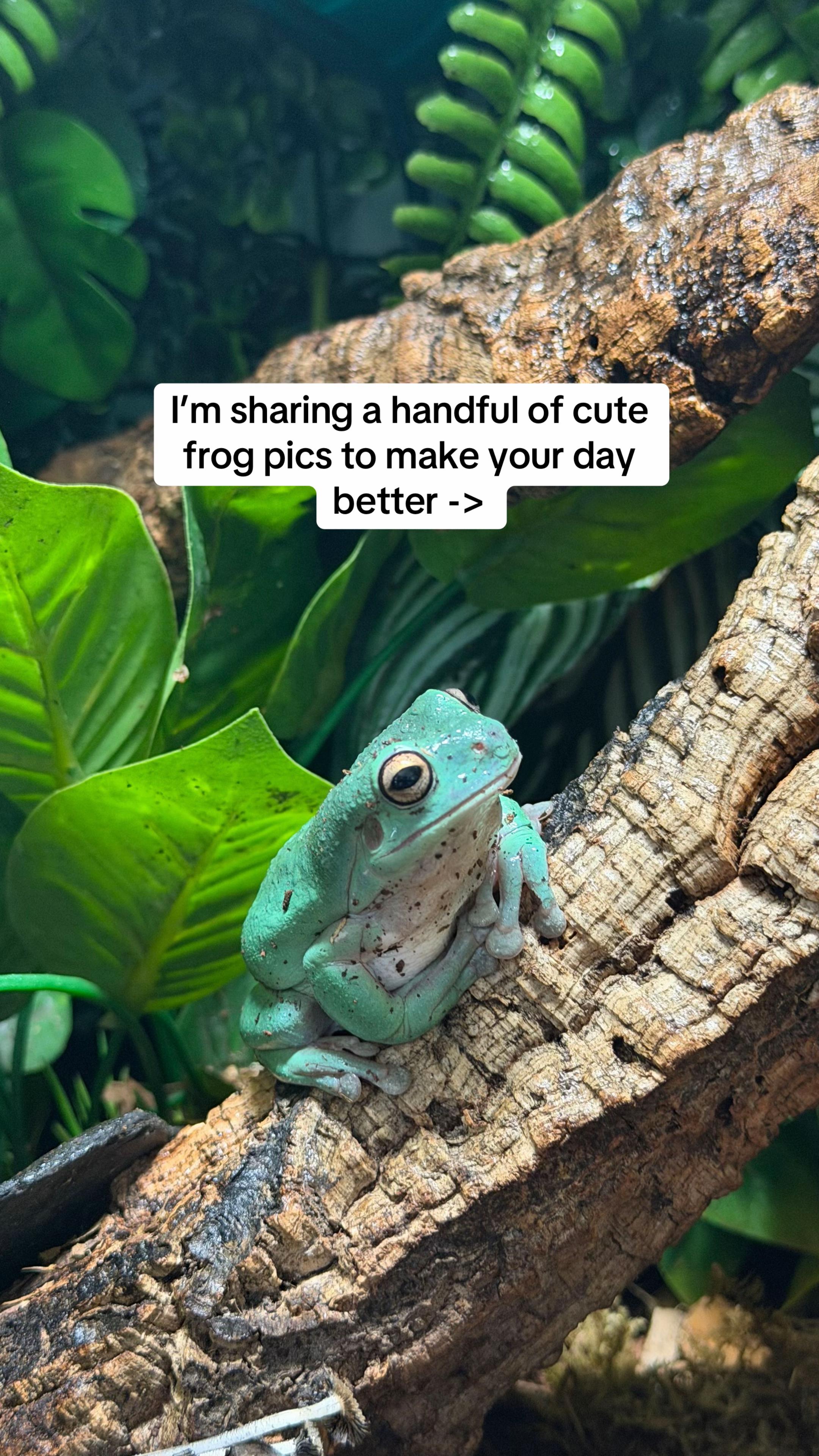@frogsandoddities