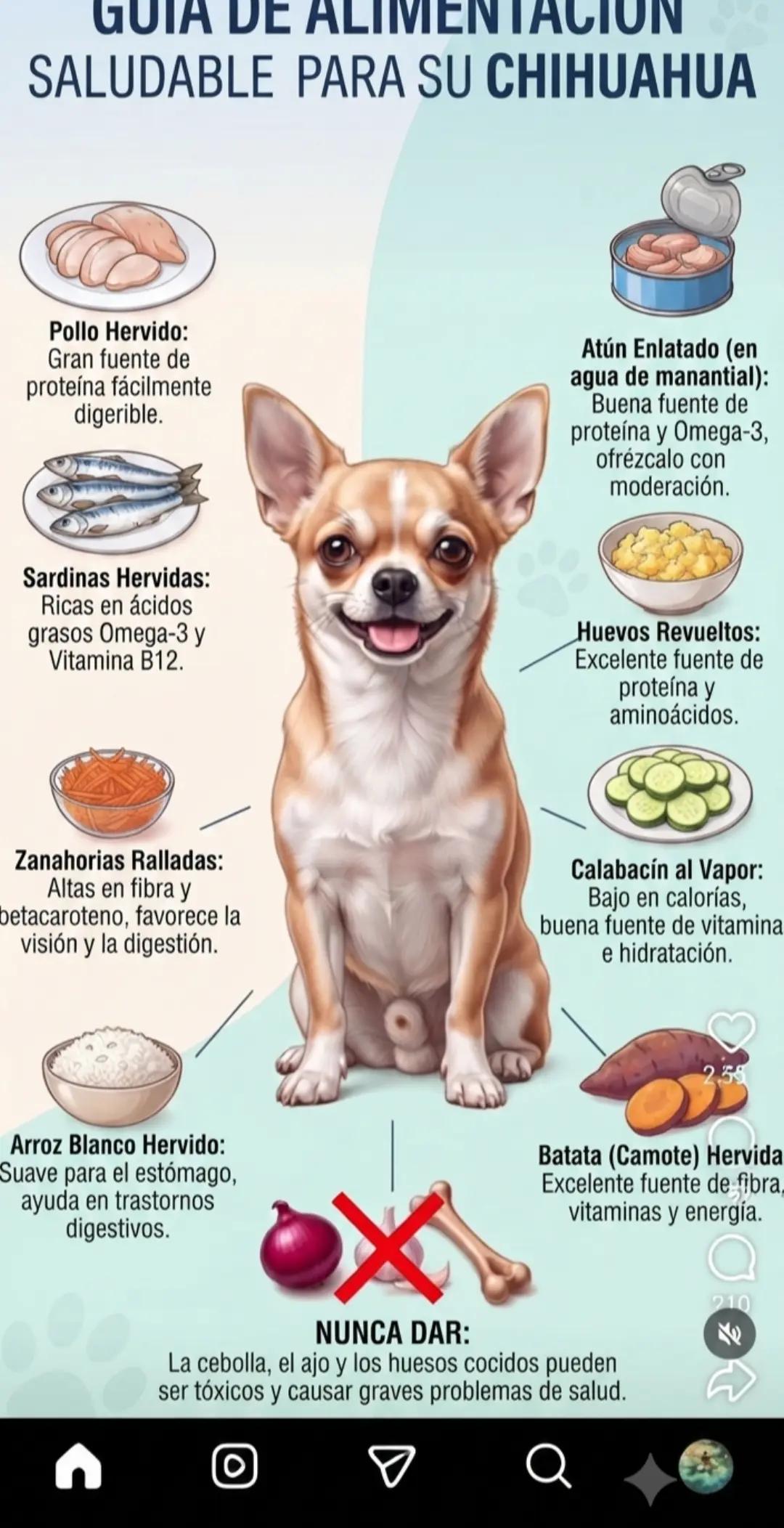 @chihuahuaxlovers