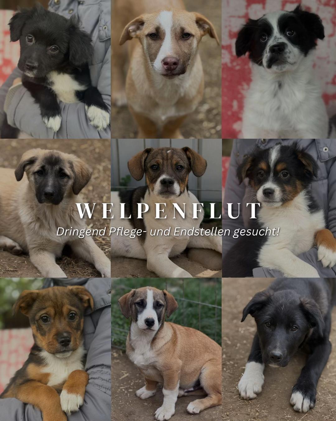 @SpecialDogs e.V.