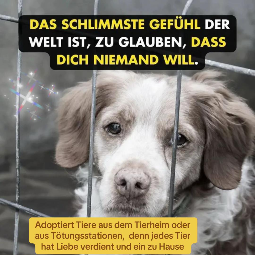@Lua Team🐈🐕&zwj;🦺L&ouml;wenherz❤️🦁