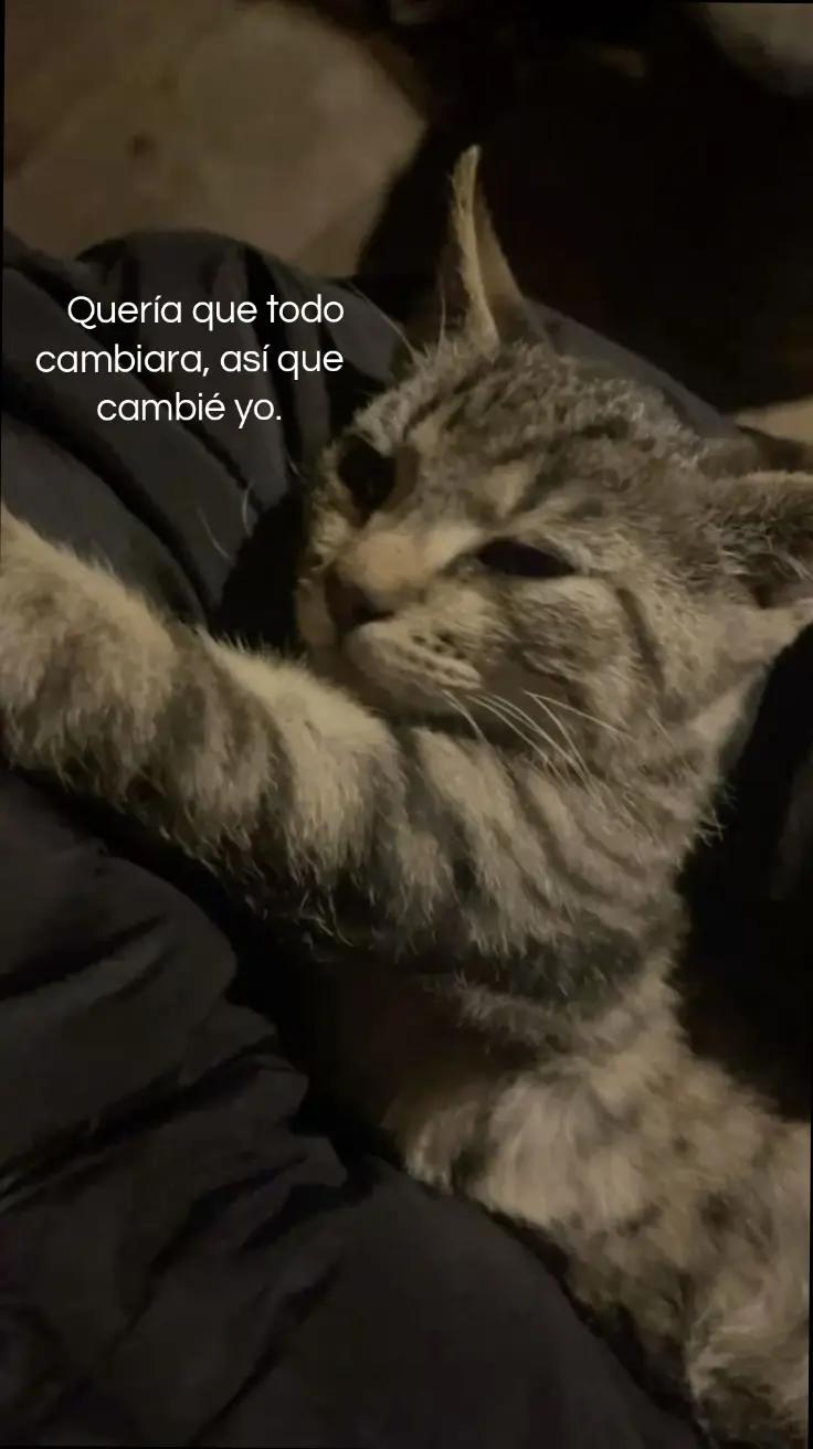 @veelyn