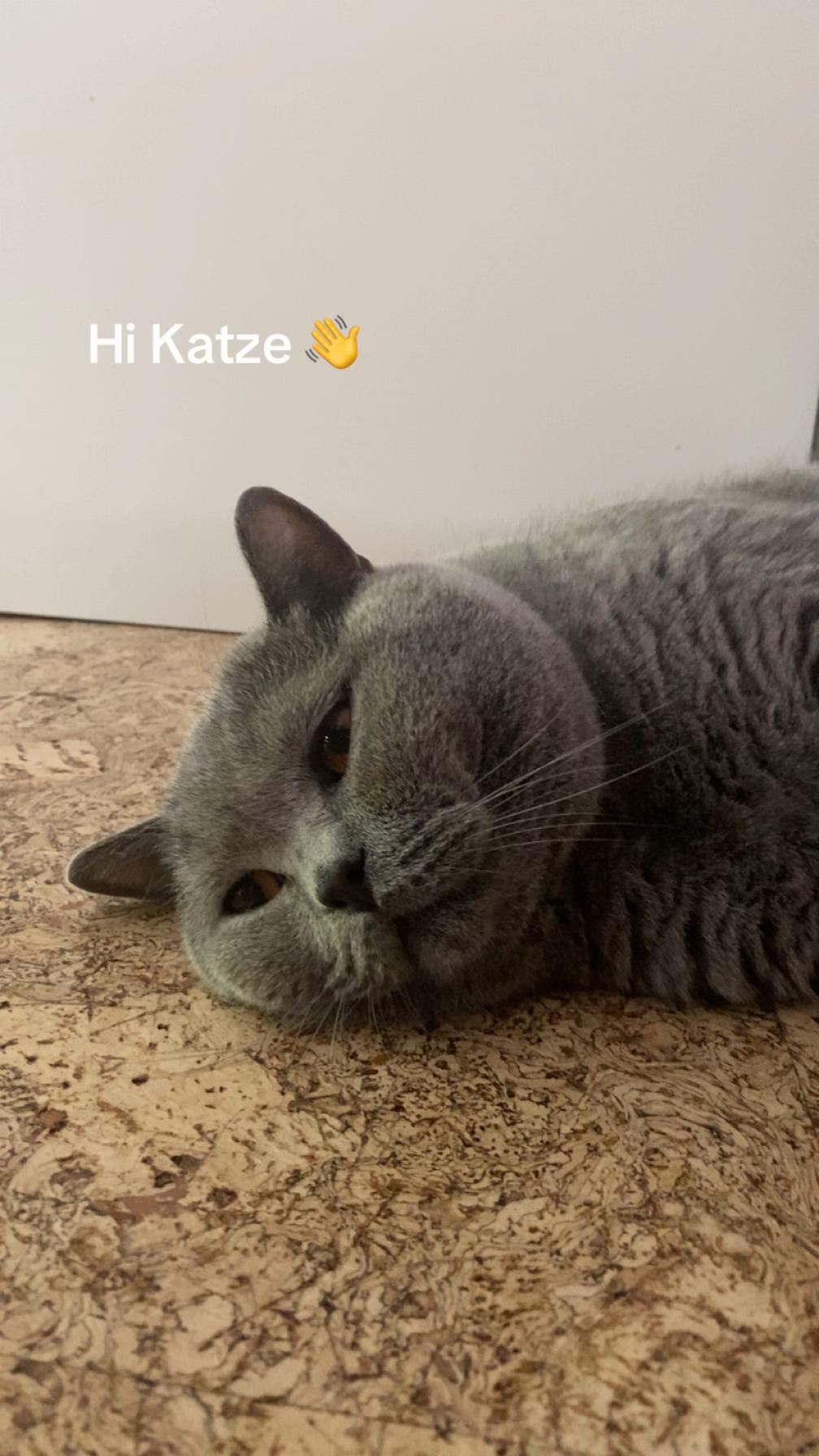 @😸
