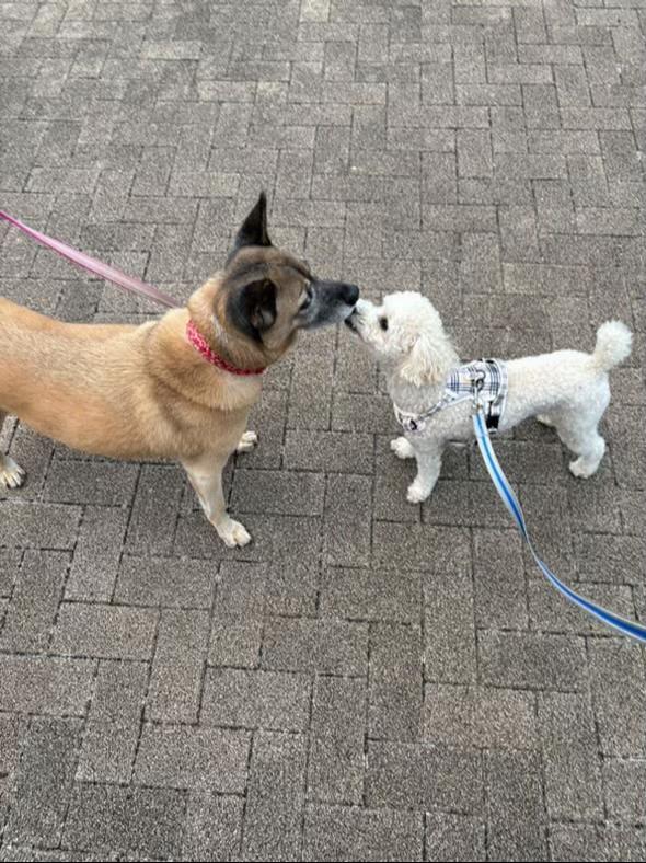 @島犬リリーのtikdog