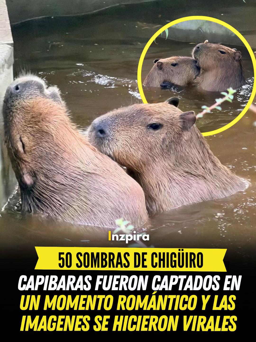 @inzpira.oficial