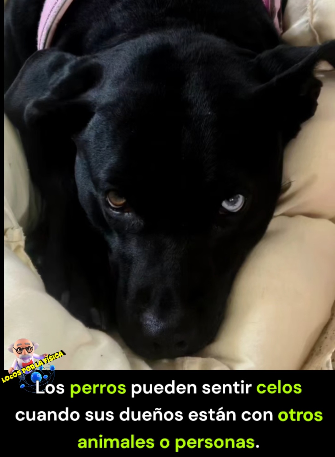 @Locos por la física