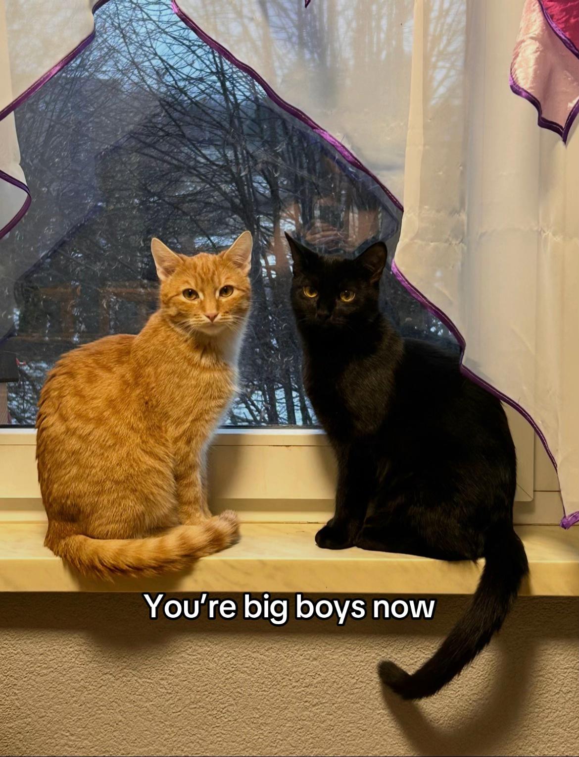 @nikola
