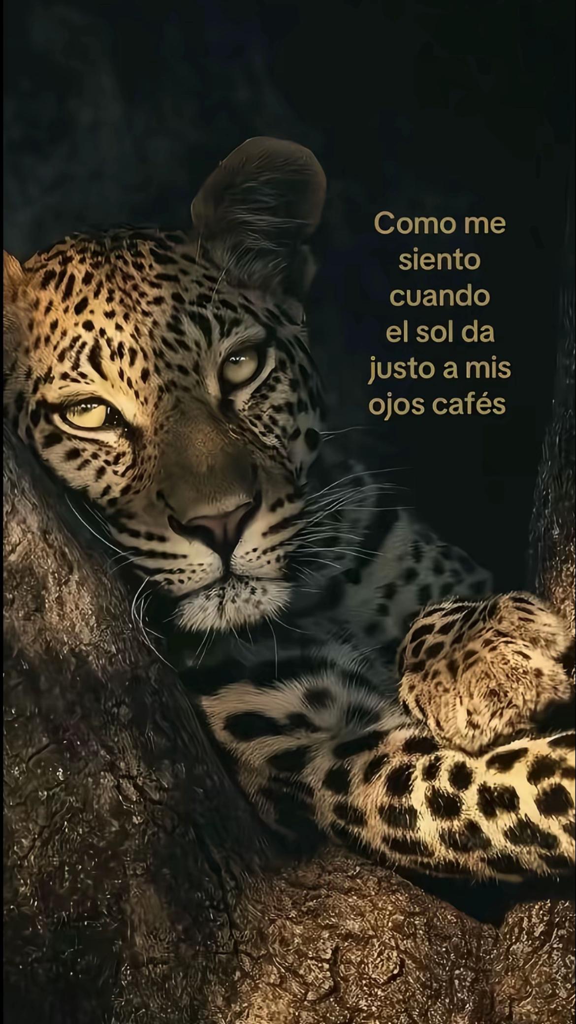 @Hatzi🐒