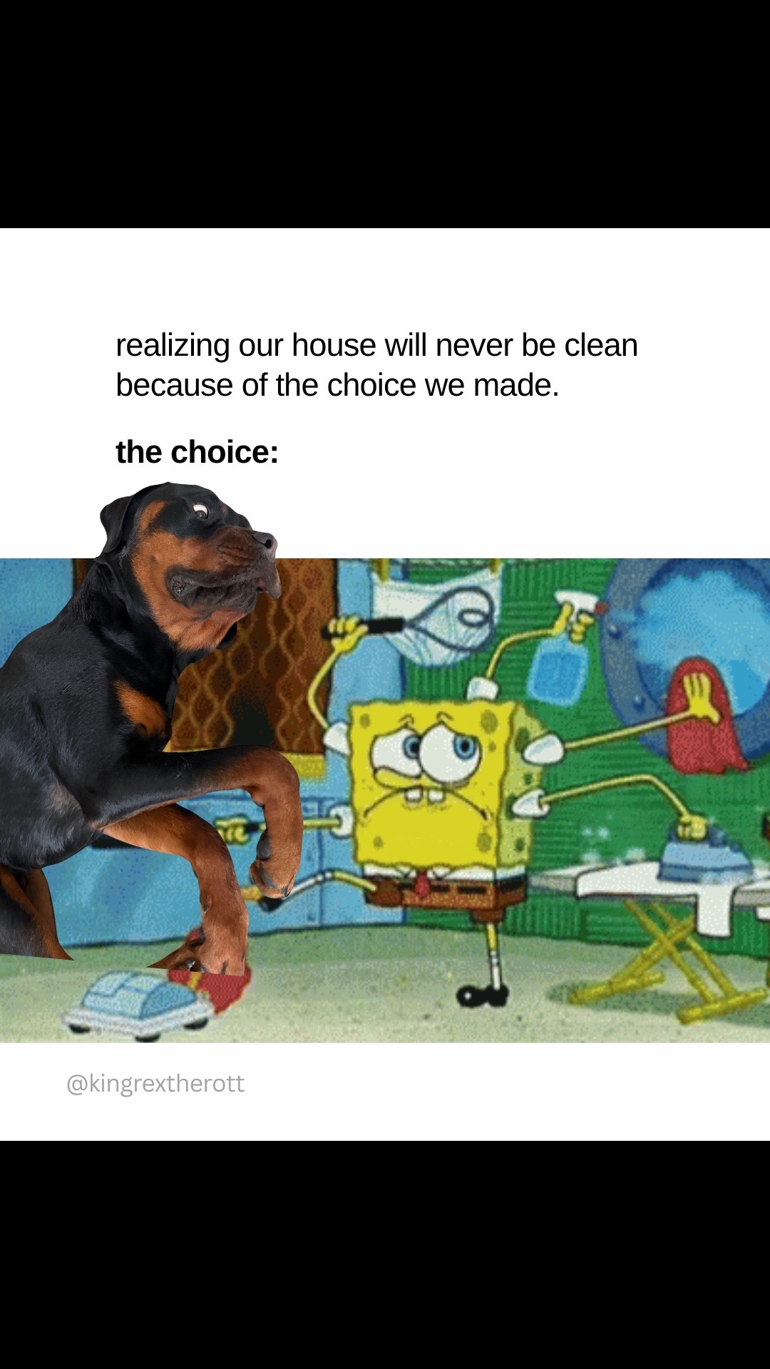 @Rex the Rottweiler