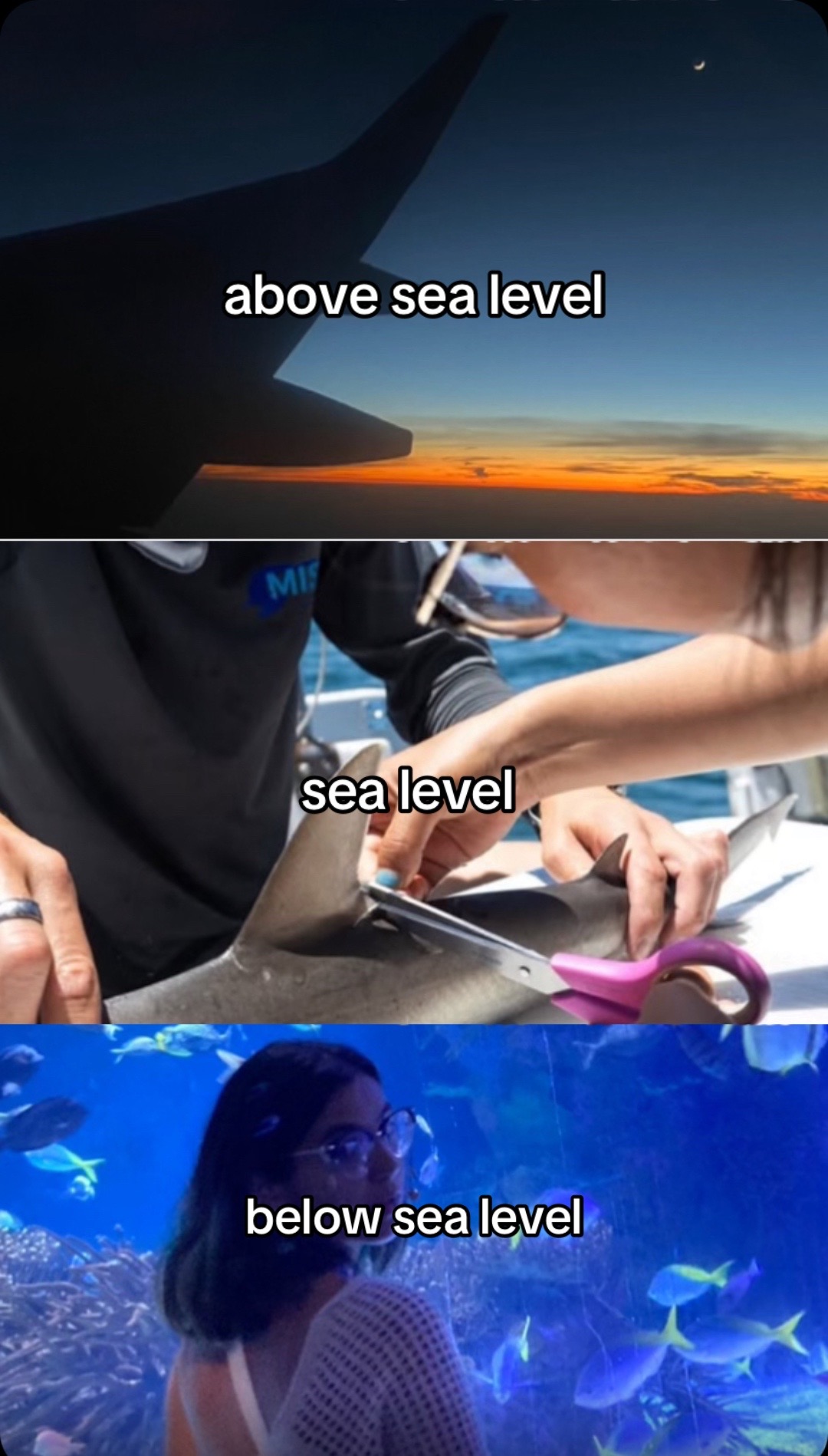 @Sada! 🦈🫧🪸