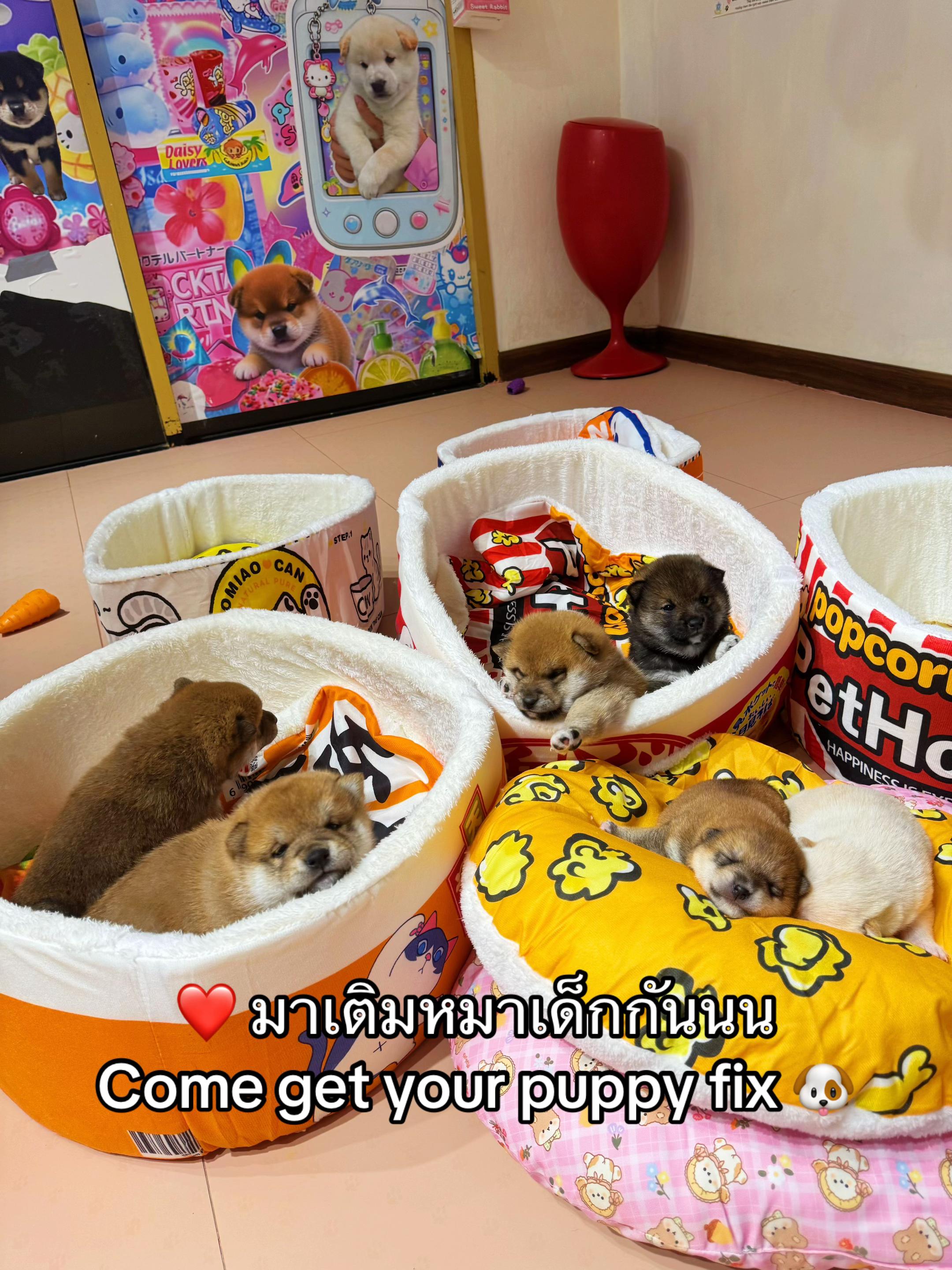 @Shibainu Story