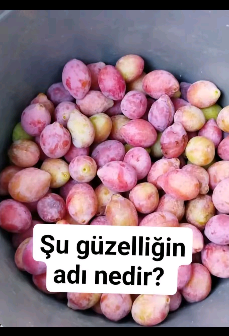 @seldoşun dünyası