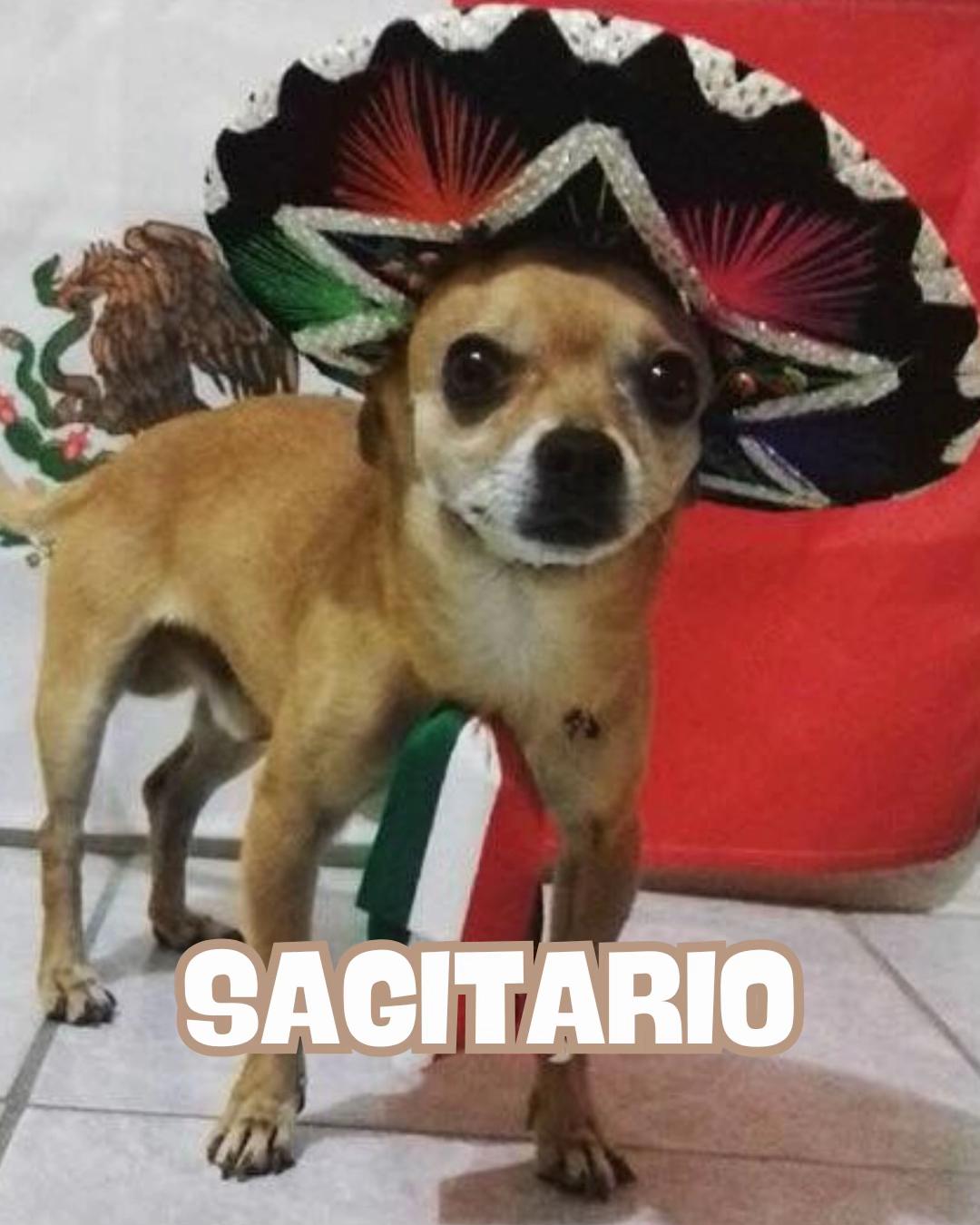 @Petlife