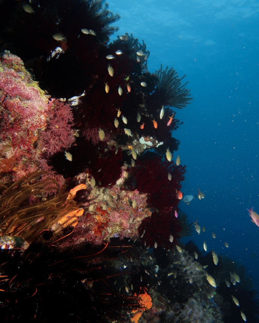 @Scuba Diving with Ara