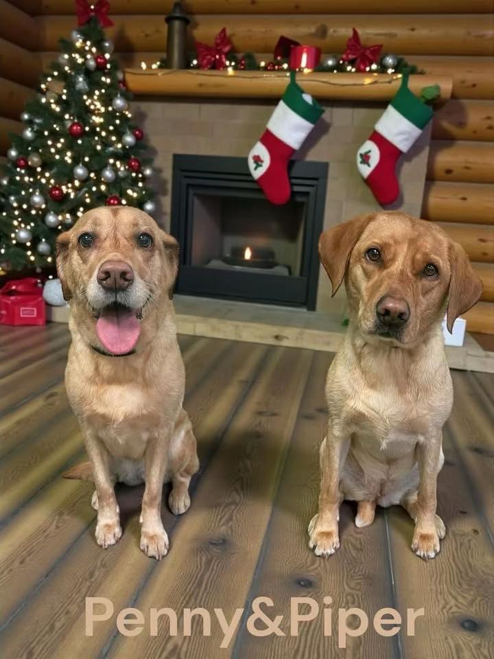 @Goldenwaggytales
