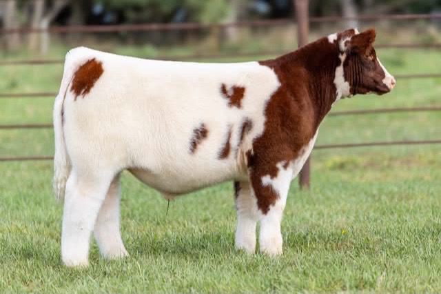 @Matt Lautner Cattle USA