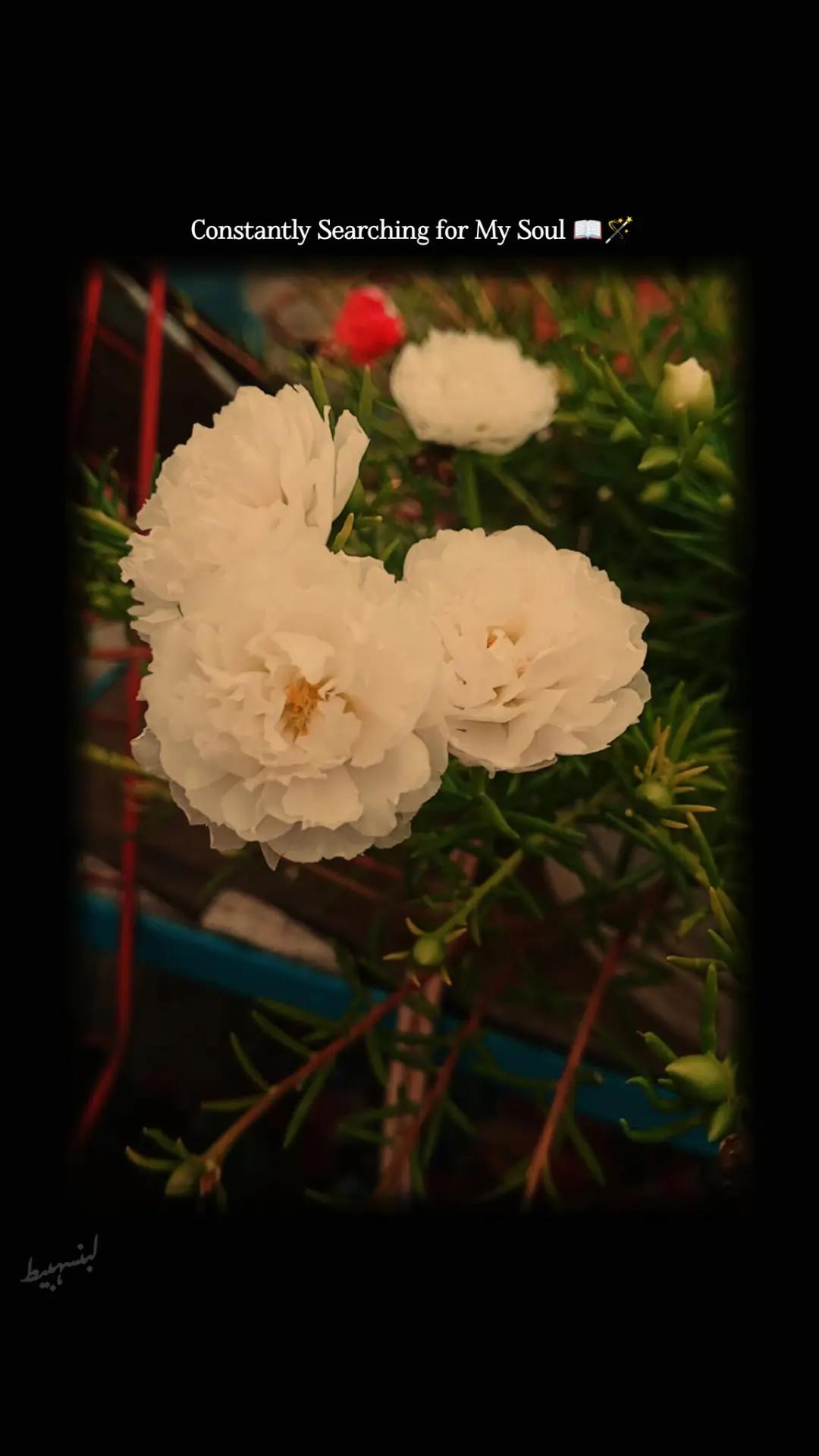 @لبنسہبیط✒️📖🥀