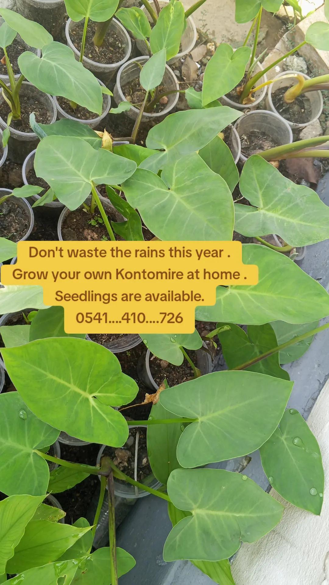 @The GenZ Gardener