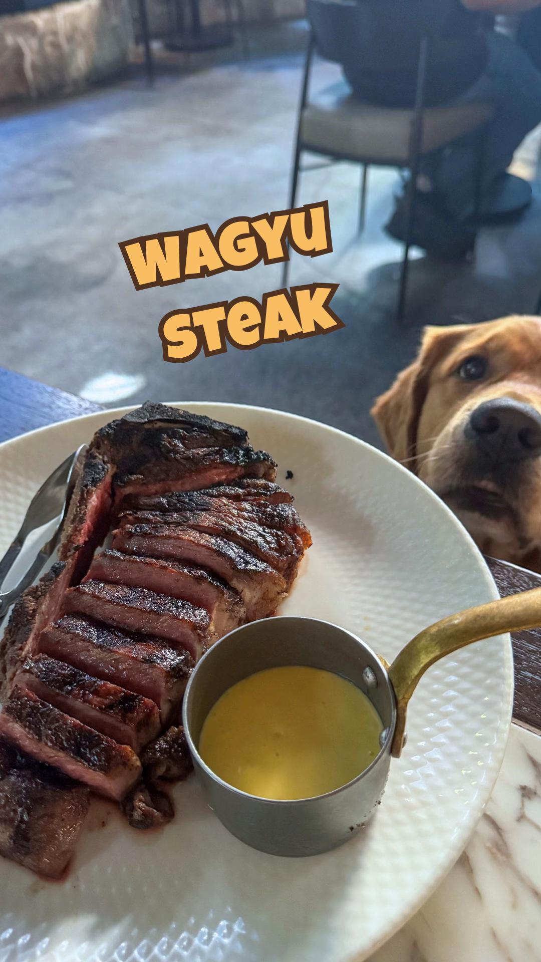 @Brisbane Dog Friendly