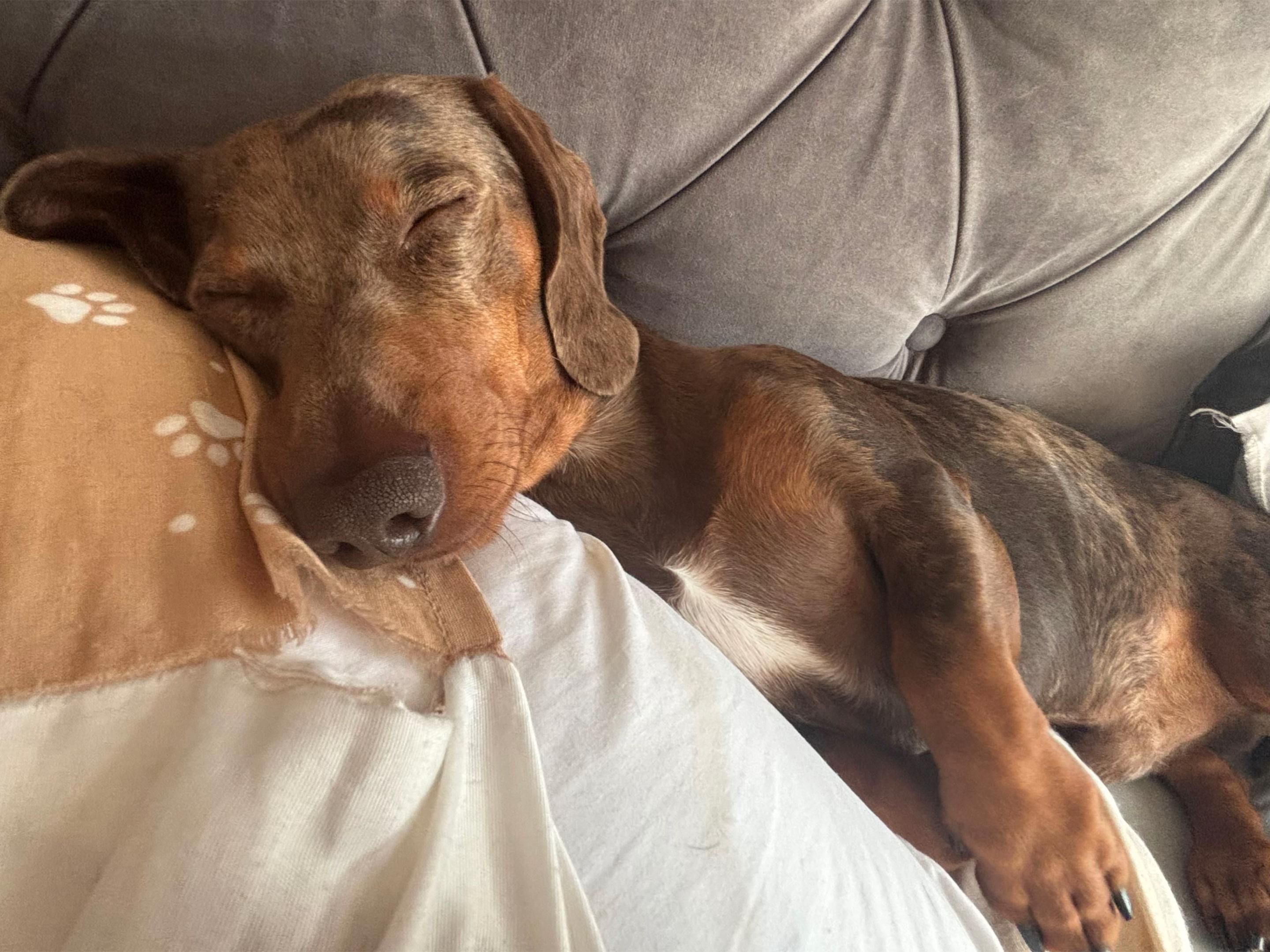 @marleythesausagedog