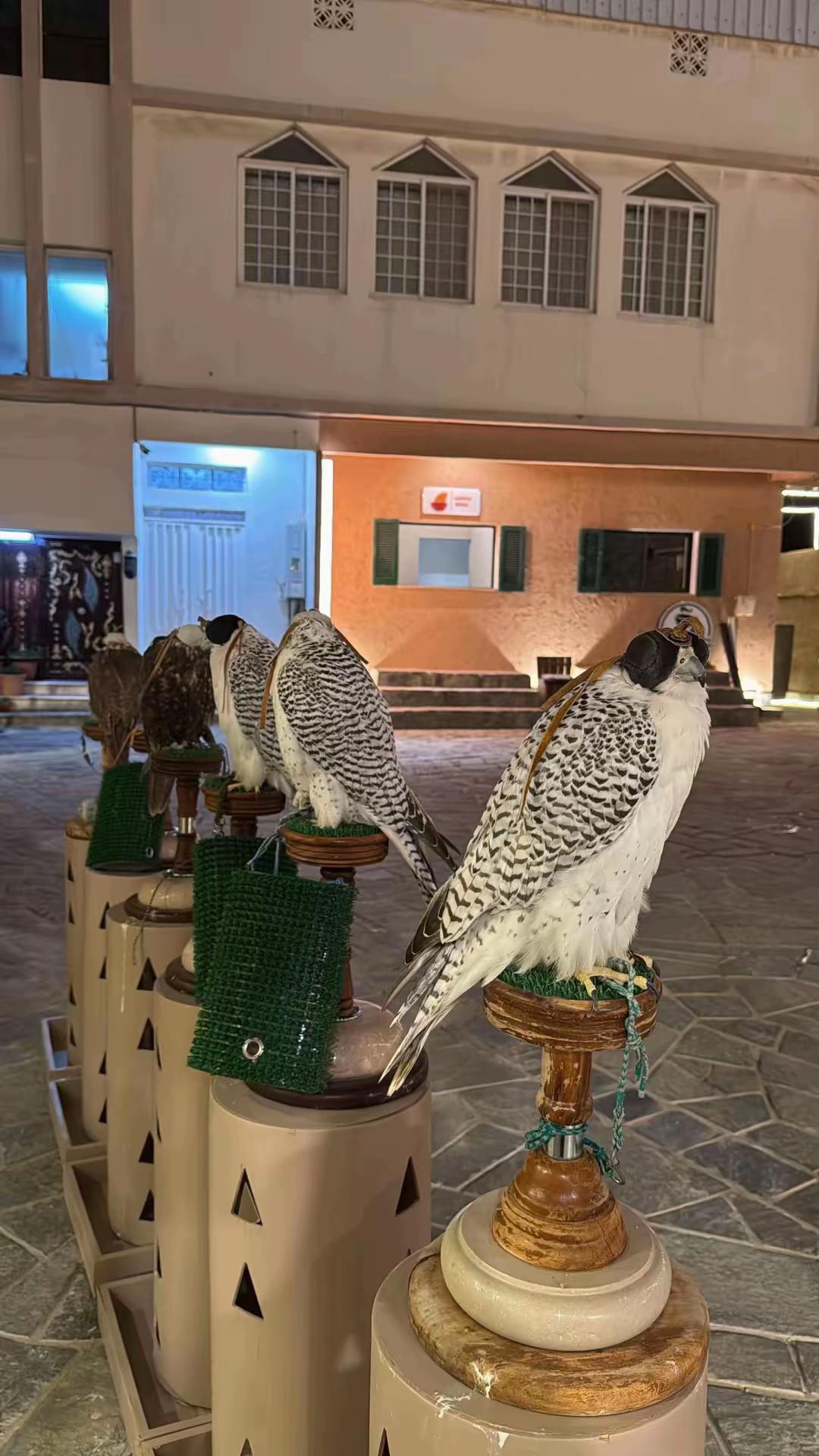 @ريشة صقر